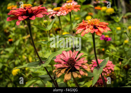 Gelben Nerven Gerbera Blüten mit rosa Blütenblättern aus der Nähe wächst in einem niederländischen Schnittblume Kindergarten. Stockfoto