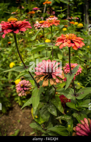 Gelben Nerven Gerbera Blüten mit rosa Blütenblättern aus der Nähe wächst in einem niederländischen Schnittblume Kindergarten. Stockfoto