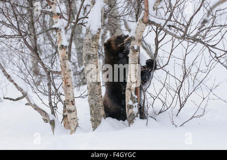 Wolverine im Schnee, Norwegen Stockfoto