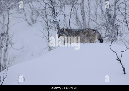 Wolf mit Birken in einem Schneesturm, Norwegen Stockfoto