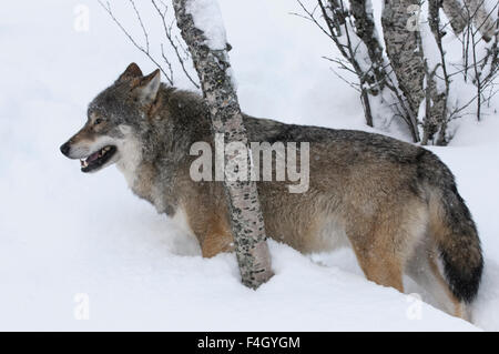 Wolf mit Birken in einem Schneesturm, Norwegen Stockfoto