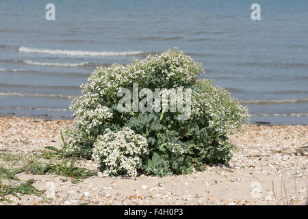 Meerkohl Crambe maritima Stockfoto