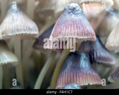 Gruppe der Pilz Pilze wachsen im Wald Stockfoto