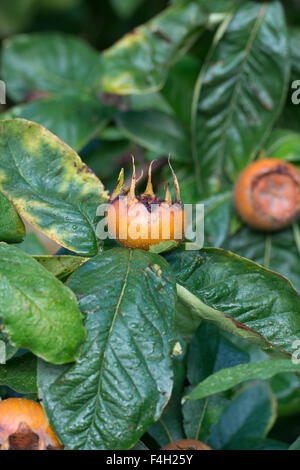 Canescens Germanica. Mispel. Nottingham Früchte auf dem Baum im Herbst Stockfoto