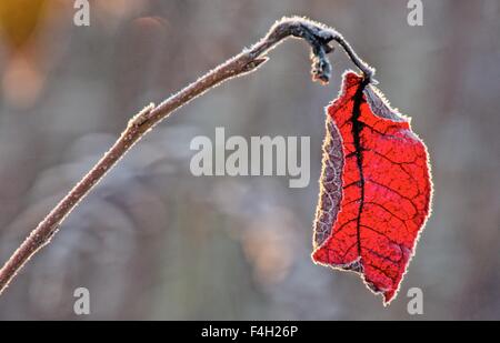 Roter Herbst Blatt Nahaufnahme an einem kalten, sonnigen Herbstmorgen eingefroren. HDR-Bild. Stockfoto