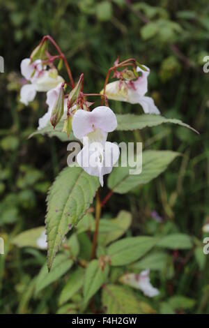 Drüsige Springkraut (Impatiens Glandulifera) wächst an den Ufern des Flusses Wye in Gloucestershire Stockfoto