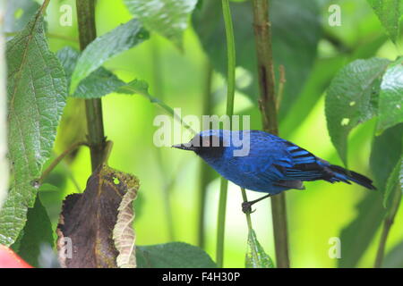 Maskierte Flowerpiercer (Diglossa Cyanea) in Yanacocha Stockfoto