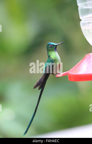 Long-tailed Sylph (Aglaiocercus Kingi) in Ecuador Stockfoto