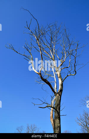 Verdorrten Baum Closeup gegen den blauen Himmel Stockfoto