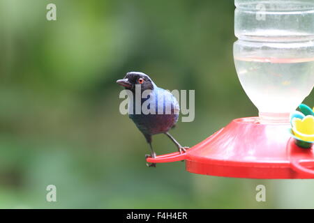 Maskierte Flowerpiercer (Diglossa Cyanea) in Yanacocha Stockfoto