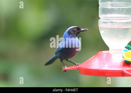 Maskierte Flowerpiercer (Diglossa Cyanea) in Yanacocha Stockfoto