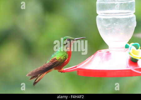 Kastanien-breasted Coronet (Boissonneaua Matthewsii) in Ecuador Stockfoto