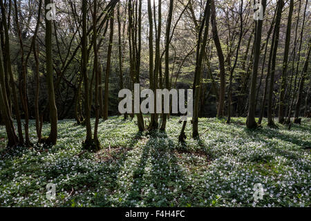 Buschwindröschen (Anemone officinalis) im alten Wald von Herrschaft Holz, Horsemonden, Kent, England, Großbritannien Stockfoto