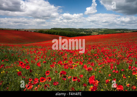 Mohnfelder auf der South Downs National Park in der Nähe von Falmer, East Sussex, England, Großbritannien im Sommer Stockfoto