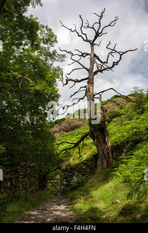 Toter Baum und Tor auf dem Sarg Straße von Grasmere in Richtung Rydal Mount oben Rydal Wasser in der Nähe von Ambleside, Lake District, Cumbria, Großbritannien Stockfoto