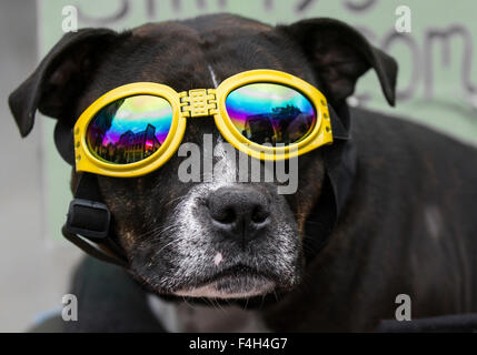Staffordshire Terrier, mit Reflexionen von Liverpool City Centre in der Sonnenbrille Linse, Merseyside, UK Stockfoto
