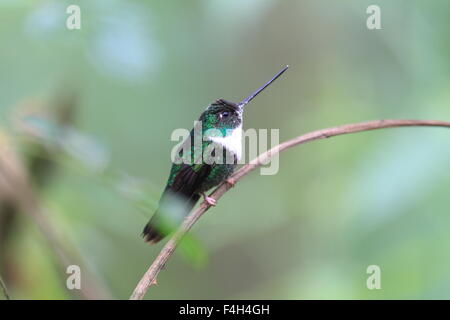 Rotflügel Inca (Coeligena Torquata) in Ecuador Stockfoto