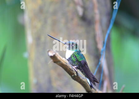 Rotflügel Inca (Coeligena Torquata) in Ecuador Stockfoto