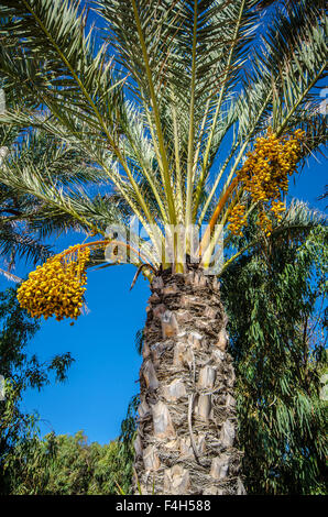 Phoenix Dactylifera (Datum oder Datum-Palme) ist eine blühende Pflanzenarten in der Palm-Familie Palmsonntag, wegen ihrer Früchte kultiviert Stockfoto