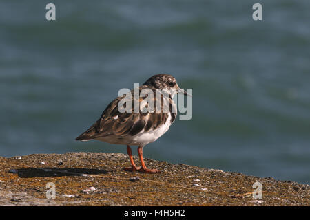 Turnstone winter Gefieder Stockfoto