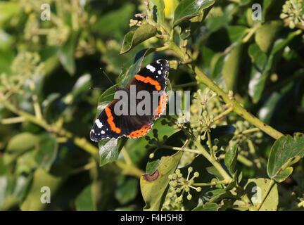 Red Admiral Schmetterling ruht auf Efeu Stockfoto