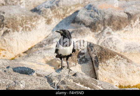 Malawische Tierwelt: schwarz / weiß gescheckt Krähe (Corvus Albus) stehend thront auf einem Felsen, Likoma Insel, Lake Malawi, Malawi, Süd-Ost Afrika Stockfoto