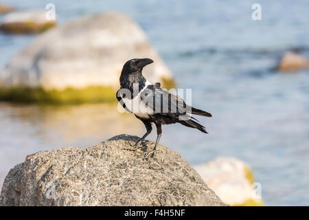 Malawische Tierwelt: schwarz / weiß gescheckt Krähe (Corvus Albus) stehend thront auf einem Felsen, Likoma Insel, Lake Malawi, Malawi, Süd-Ost Afrika Stockfoto