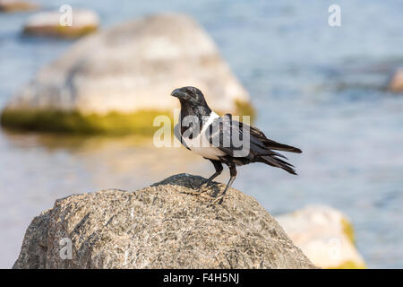 Malawische Tierwelt: schwarz / weiß gescheckt Krähe (Corvus Albus) stehend thront auf einem Felsen, Likoma Insel, Lake Malawi, Malawi, Süd-Ost Afrika Stockfoto