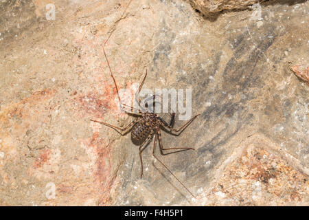 Whip Spider oder schwanzlosen Peitsche Scorpion (Amblypygi), Likoma Island, Lake Malawi, Malawi, Süd-Ost-Afrika Stockfoto