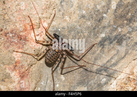 Whip Spider oder schwanzlosen Peitsche Scorpion (Amblypygi), Likoma Island, Lake Malawi, Malawi, Süd-Ost-Afrika Stockfoto