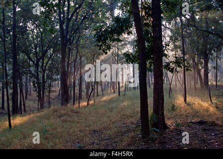 Das Bild wurde aufgenommen in Pench Nationalpark, Indien Stockfoto