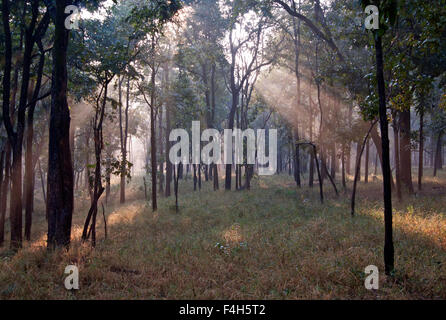 Das Bild wurde aufgenommen in Pench Nationalpark, Indien Stockfoto