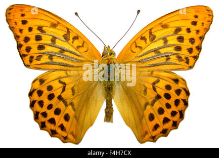 Isolierte männliche Silber gewaschen Fritillary butterfly Stockfoto