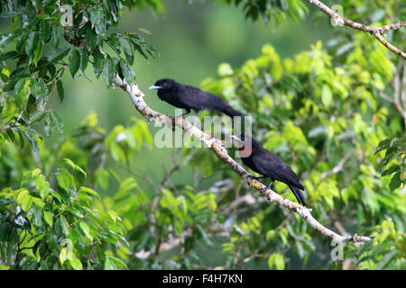 Lila-throated Fruitcrow (Querula Purpurata) in Ecuador Stockfoto