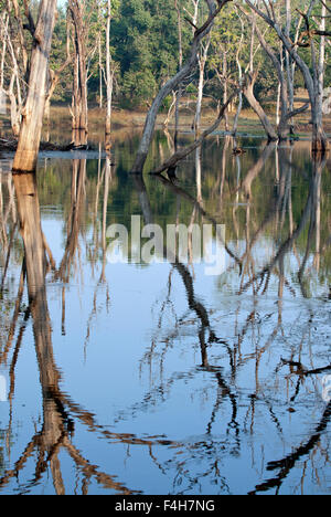 Das Bild aufgenommen in Pench Nationalpark, Indien Stockfoto