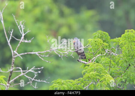 Doppel-Zahnriemen Kite (Harpagus Bidentatus) in Ecuador Stockfoto