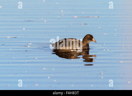 Amerikanisches Blässhuhn (Vogel), Monte Vista National Wildlife Refuge, Colorado, USA Stockfoto