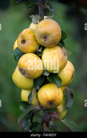 "Bringewood Pippin' Apfelsorte wächst auf einem Baum in einem Obstgarten in Shropshire. eine UK-Äpfel-Frucht Früchte Bäume Obstgärten Stockfoto