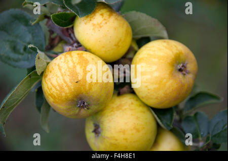 "Bringewood Pippin' Apfelsorte wächst auf einem Baum in einem Obstgarten in Shropshire. eine UK-Äpfel-Frucht Früchte Bäume Obstgärten Stockfoto