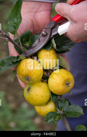 "Bringewood Pippin' Apfelsorte wächst auf einem Baum in einem Obstgarten in Shropshire. eine UK-Äpfel-Frucht Früchte Bäume Obstgärten Stockfoto