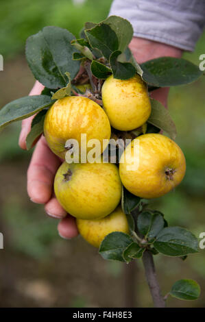 "Bringewood Pippin' Apfelsorte wächst auf einem Baum in einem Obstgarten in Shropshire. eine UK-Äpfel-Frucht Früchte Bäume Obstgärten Stockfoto