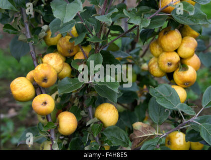 "Bringewood Pippin' Apfelsorte wächst auf einem Baum in einem Obstgarten in Shropshire. eine UK-Äpfel-Frucht Früchte Bäume Obstgärten Stockfoto