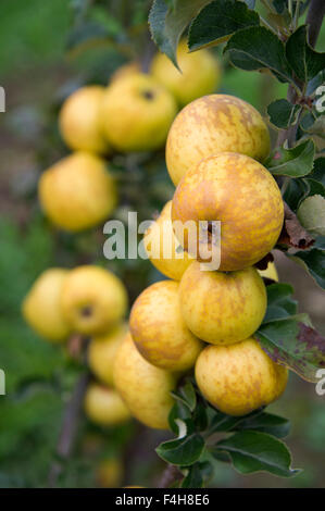 "Bringewood Pippin' Apfelsorte wächst auf einem Baum in einem Obstgarten in Shropshire. eine UK-Äpfel-Frucht Früchte Bäume Obstgärten Stockfoto