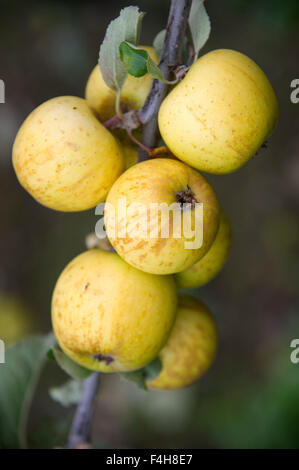 "Bringewood Pippin' Apfelsorte wächst auf einem Baum in einem Obstgarten in Shropshire. eine UK-Äpfel-Frucht Früchte Bäume Obstgärten Stockfoto