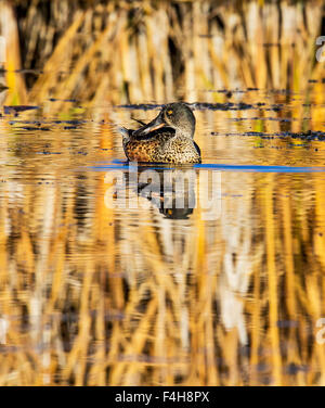 Nördlichen Löffelente Ente Schwimmen bei Sonnenaufgang, Monte Vista National Wildlife Refuge, Colorado, USA Stockfoto