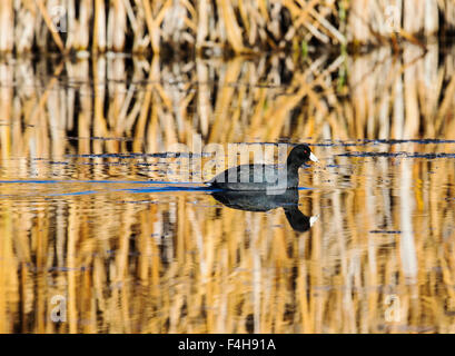 Amerikanisches Blässhuhn (Vogel) Schwimmen im Teich bei Sonnenaufgang, Monte Vista National Wildlife Refuge, Colorado, USA Stockfoto