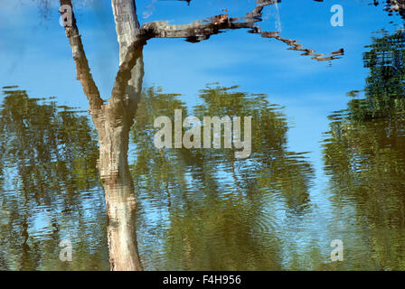 Das Bild aufgenommen in Pench Nationalpark, Indien Stockfoto