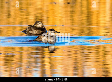 Nördlichen Löffelente Ente Schwimmen bei Sonnenaufgang, Monte Vista National Wildlife Refuge, Colorado, USA Stockfoto