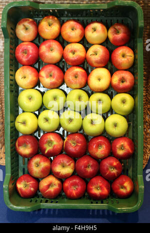 Verschiedene Äpfel in Kisten auf Bauernmarkt Stockfoto