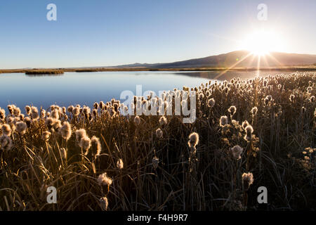 Rohrkolben wachsen entlang der Teiche am Monte Vista National Wildlife Refuge, zentralen Colorado, USA Stockfoto